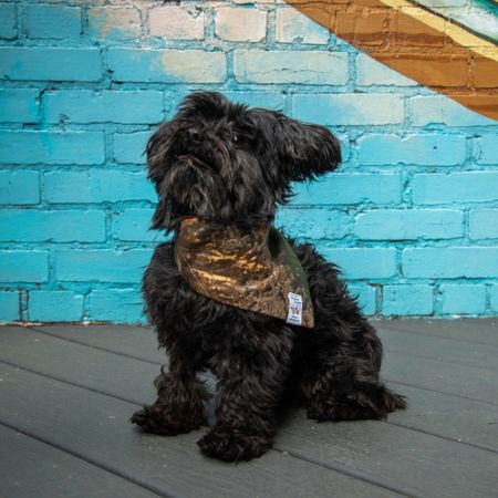FurEver Friends Camo Dog Bandana thumbnail